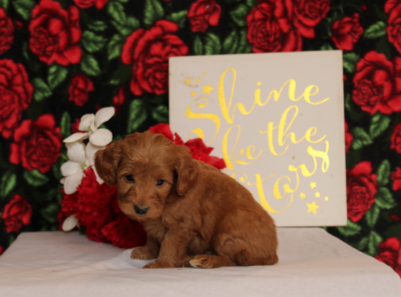 puppy, for, sale, Mini Goldendoodle F2, Matthew B. Stoltzfus, dog, breeder, Gap, PA, dog-breeder, puppy-for-sale, forsale, nearby, find, puppyfind, locator, puppylocator, aca